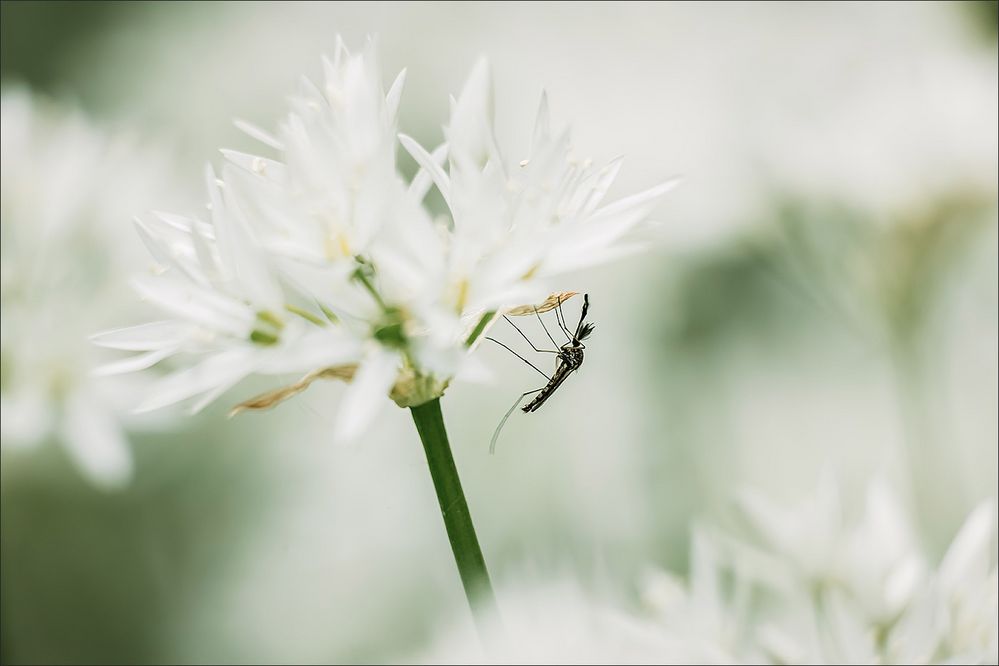 Der Bärlauchwächter