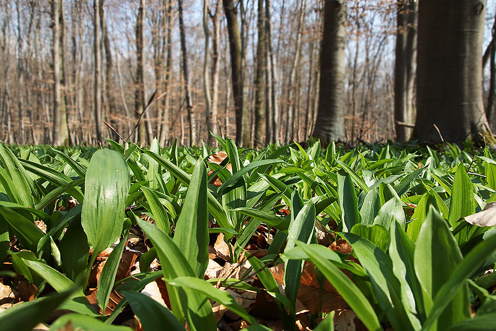 Der Bärlauchwald