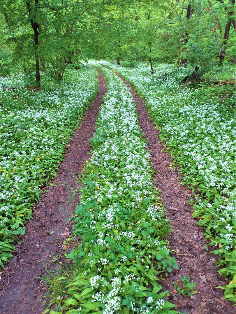 Der Bärlauchwald am Heuchelberg