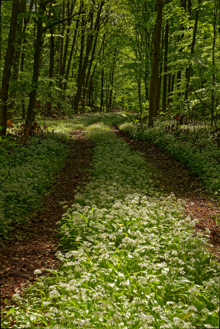 Der Bärlauchweg