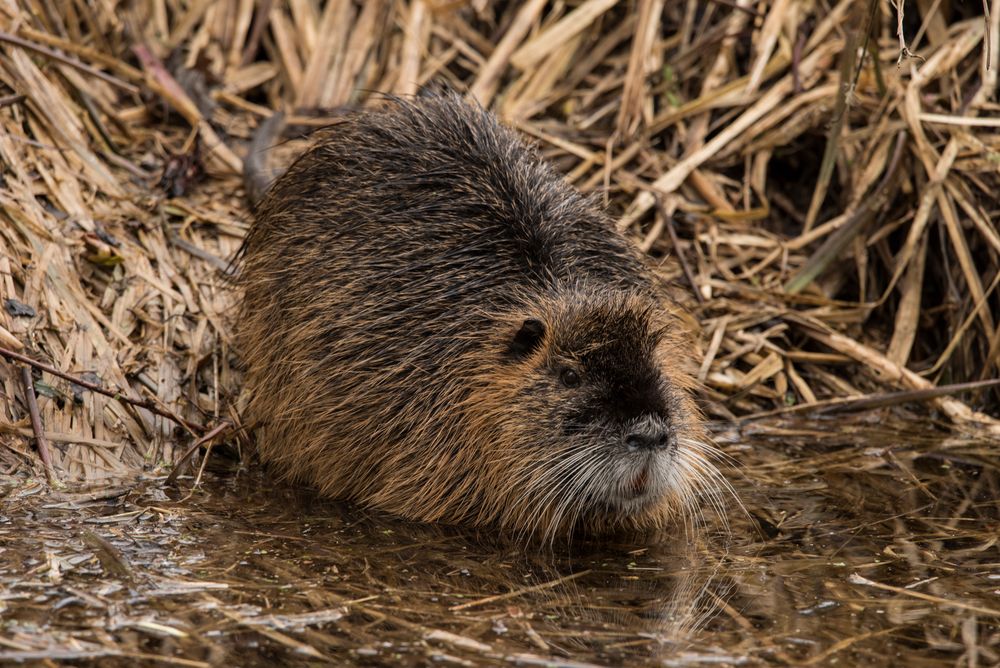 Der bärtige Myocastor Foto & Bild fotos, natur, nutria Bilder auf