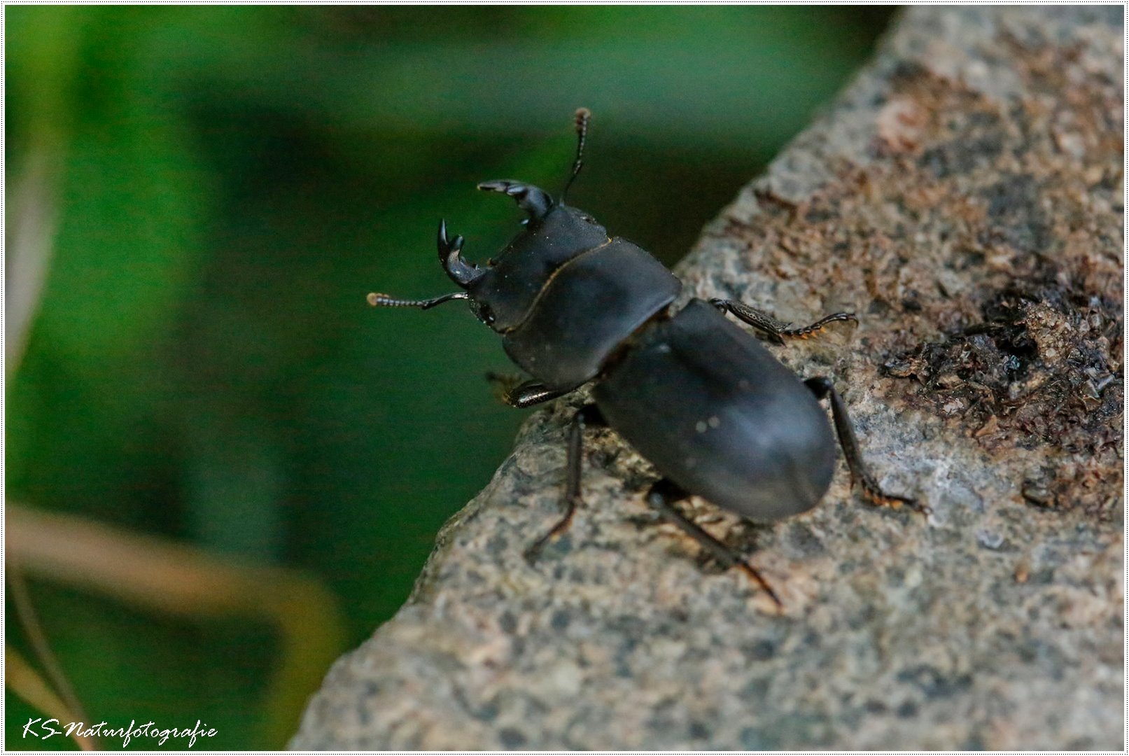 Der Balkenschröter ... The lesser stag beetle