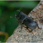Der Balkenschröter ... The lesser stag beetle