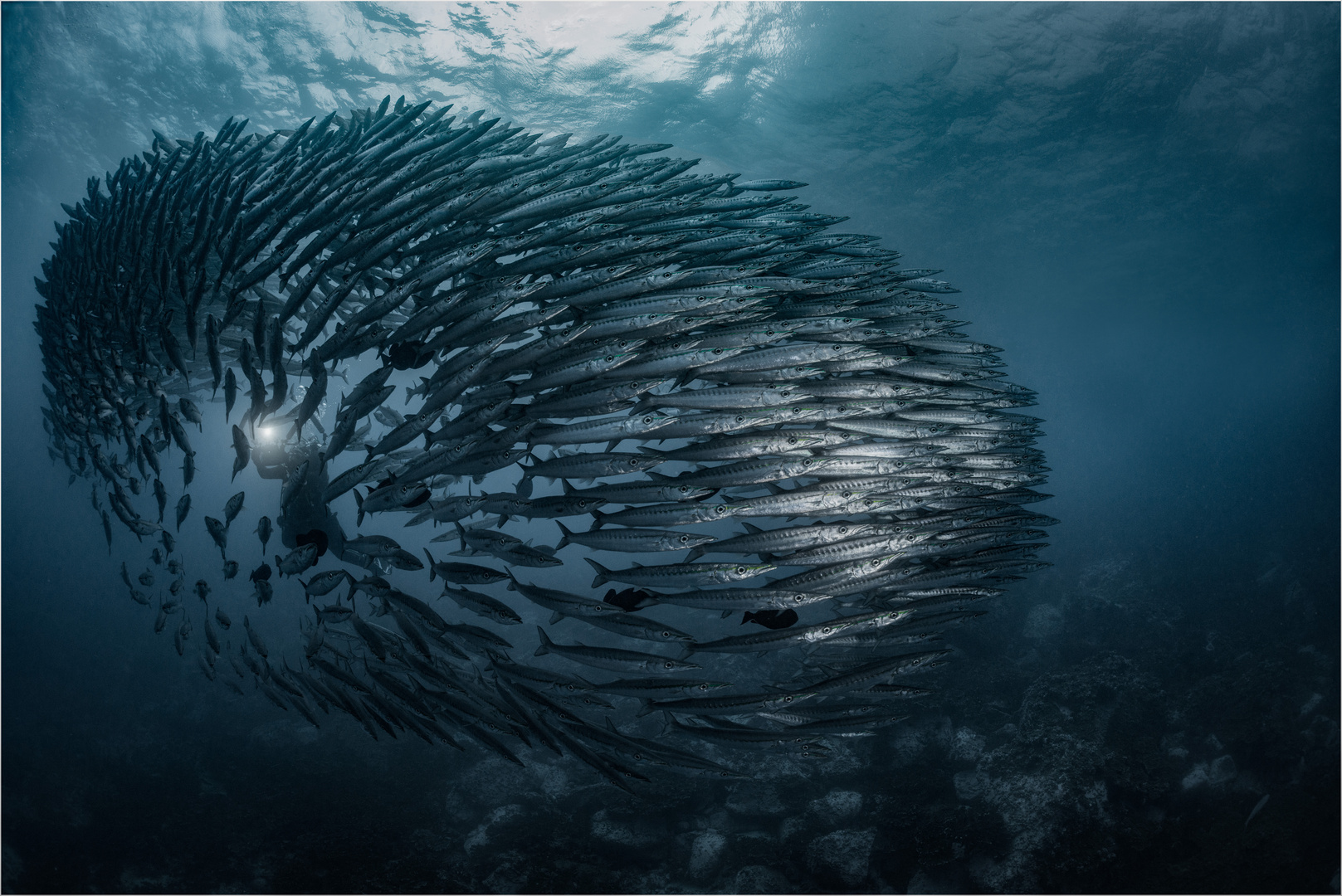 Der Ball der Barrakudas Foto & Bild fotos, world, meer Bilder auf