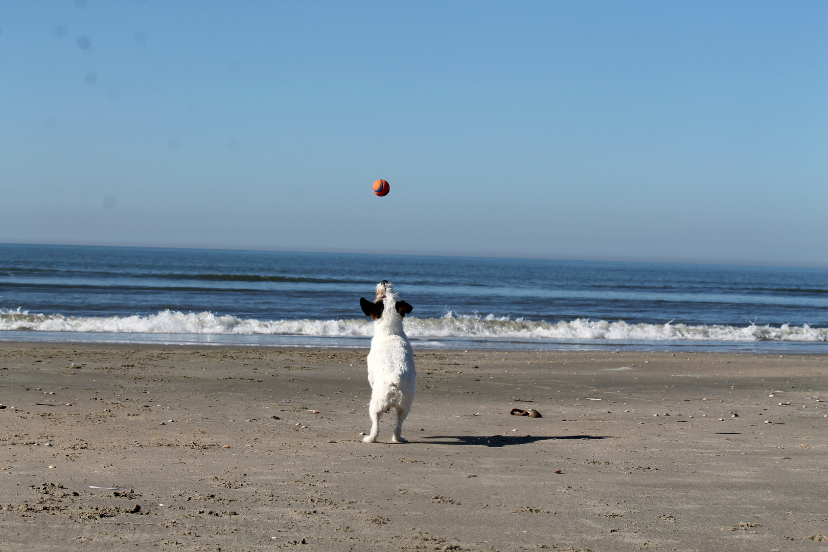 Der Ball, der Hund und das Meer