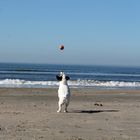 Der Ball, der Hund und das Meer
