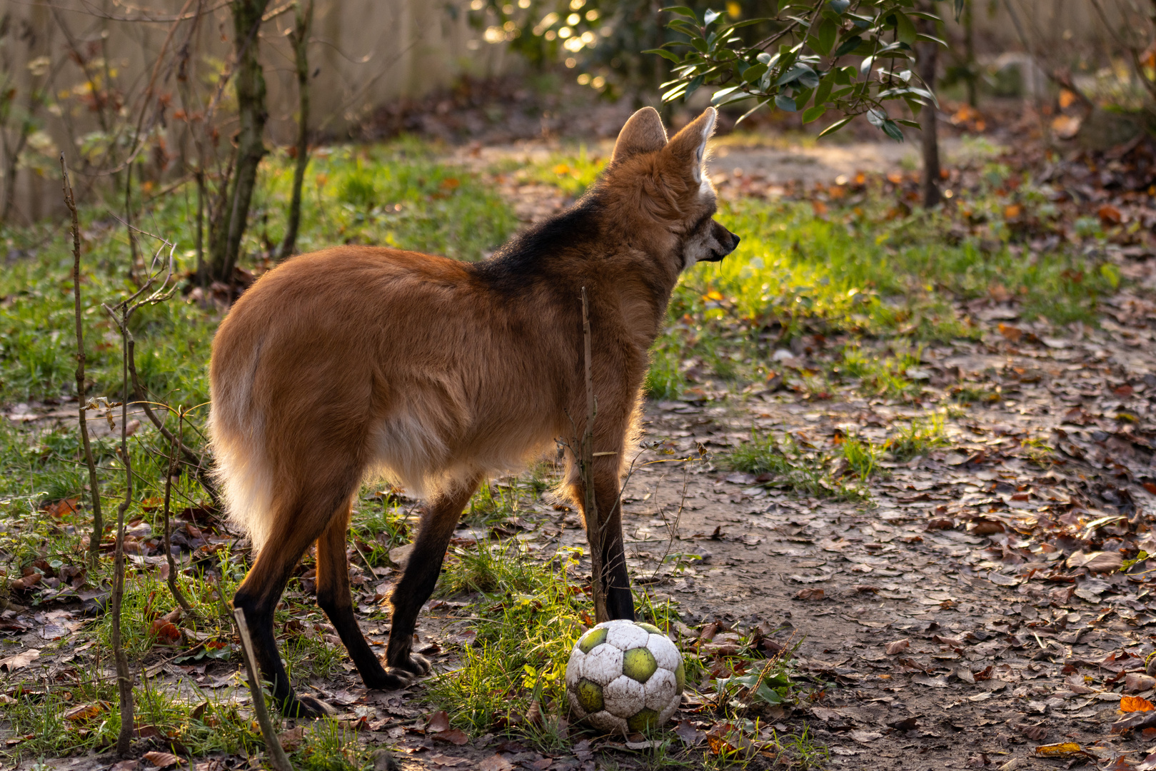 der Ball ist da und der Trainer fehlt