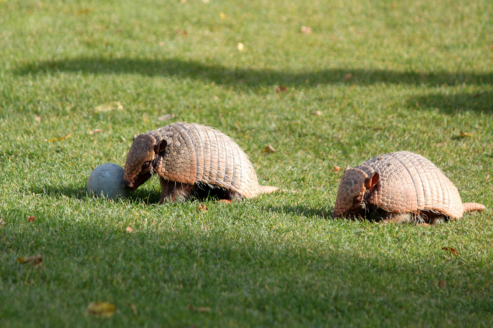 Der Ball ist rund...