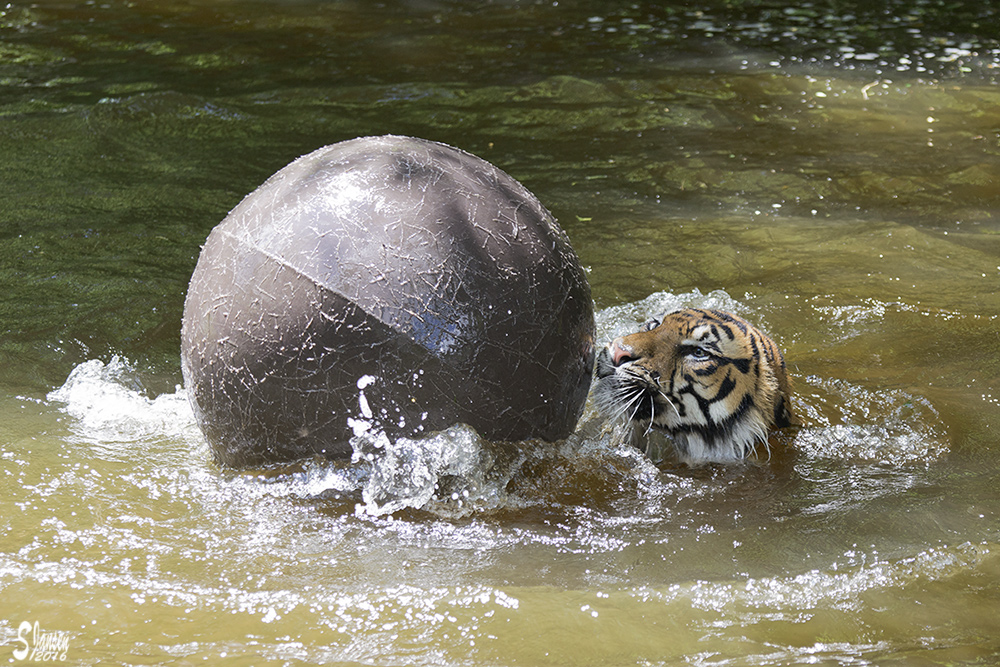 Der Ball muss rollen