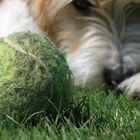 Der Ball und Cora