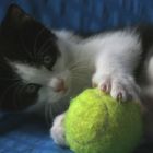 Der Ball und die Katze
