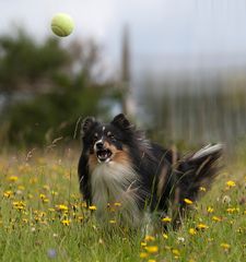 Der Ballkünstler!