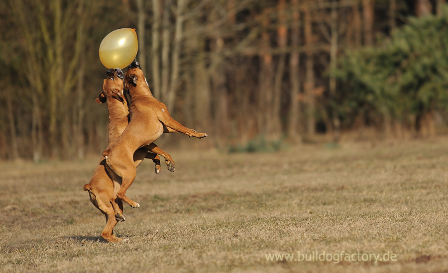 der Ballon und die Boxer