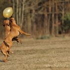 der Ballon und die Boxer