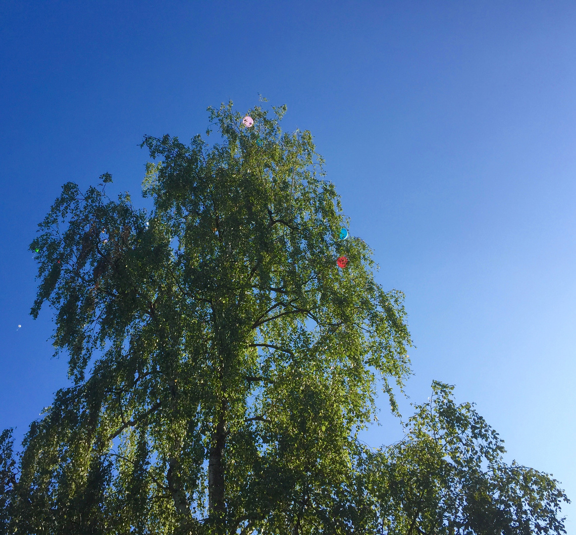 der Ballonbaum