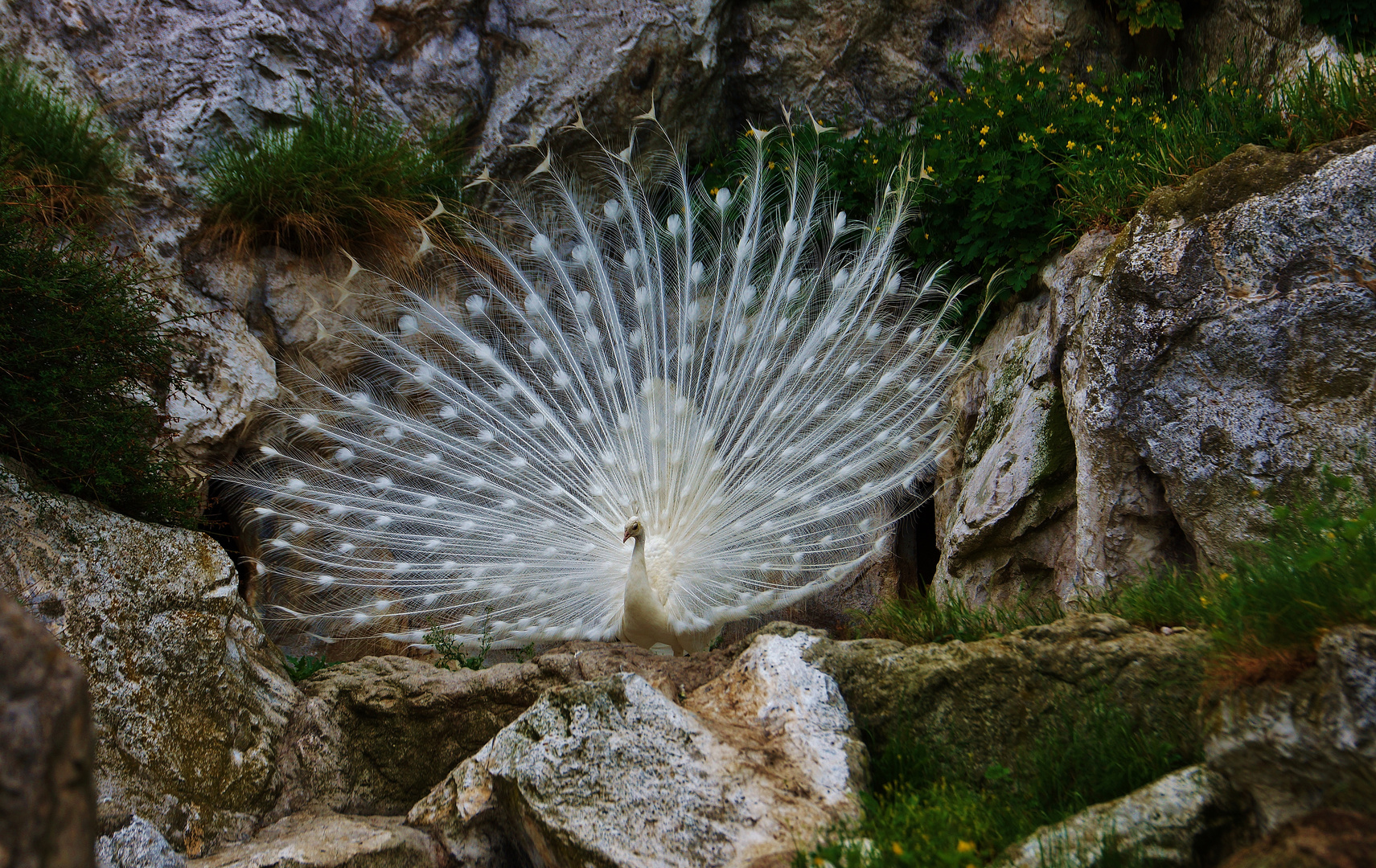 Der Balztanz des Pfaus