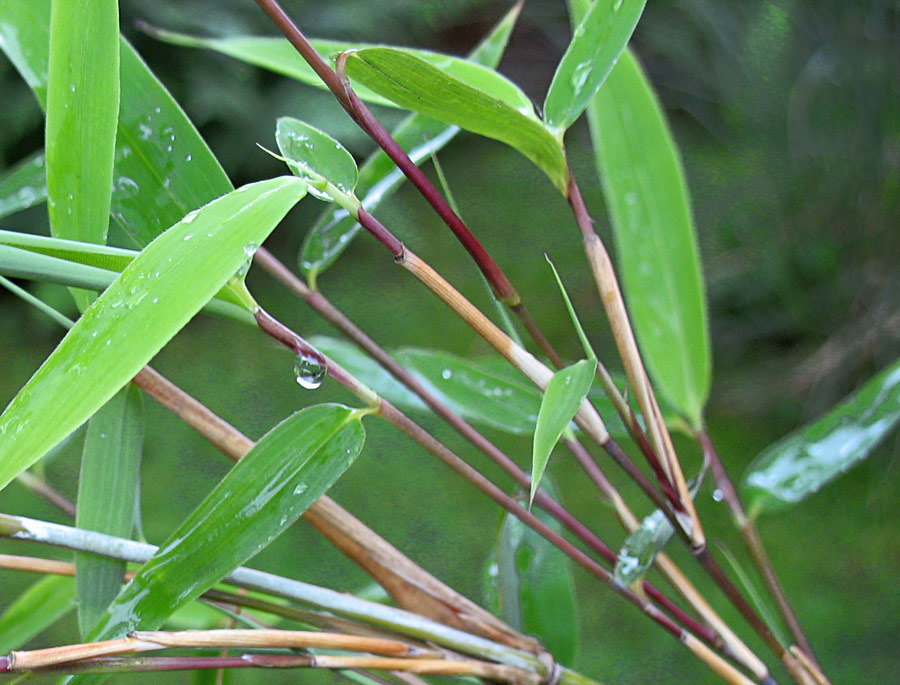 Der Bambus neigt sich unter dem Regen