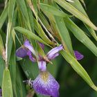 Der Bambus und die Blume