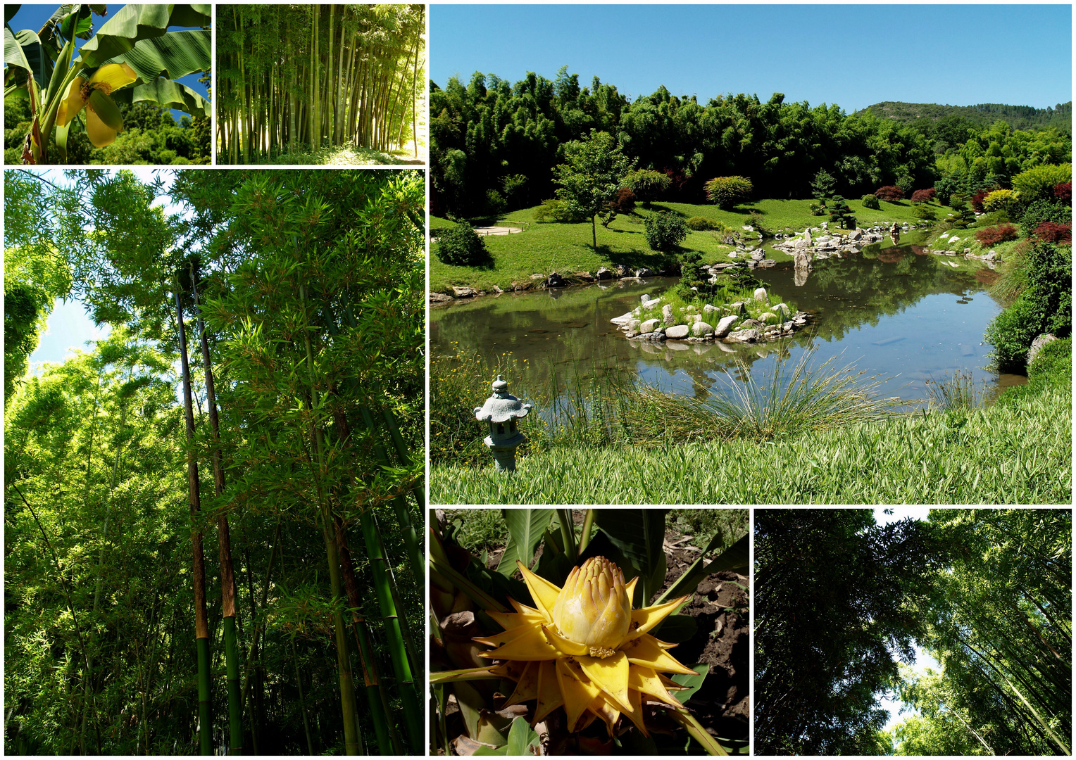 Der Bambusgarten von Prafrance - La Bambouseraie de Prafrance