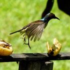 Der Bananen-Hindernisparkour !