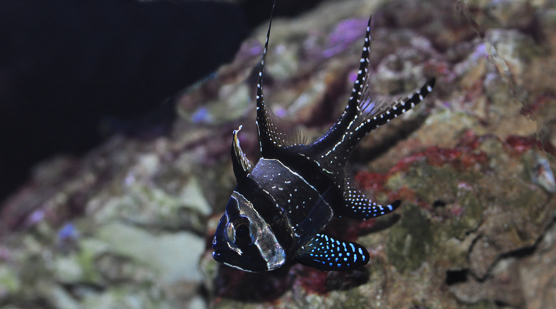 Der Banggai-Kardinalbarsch.....