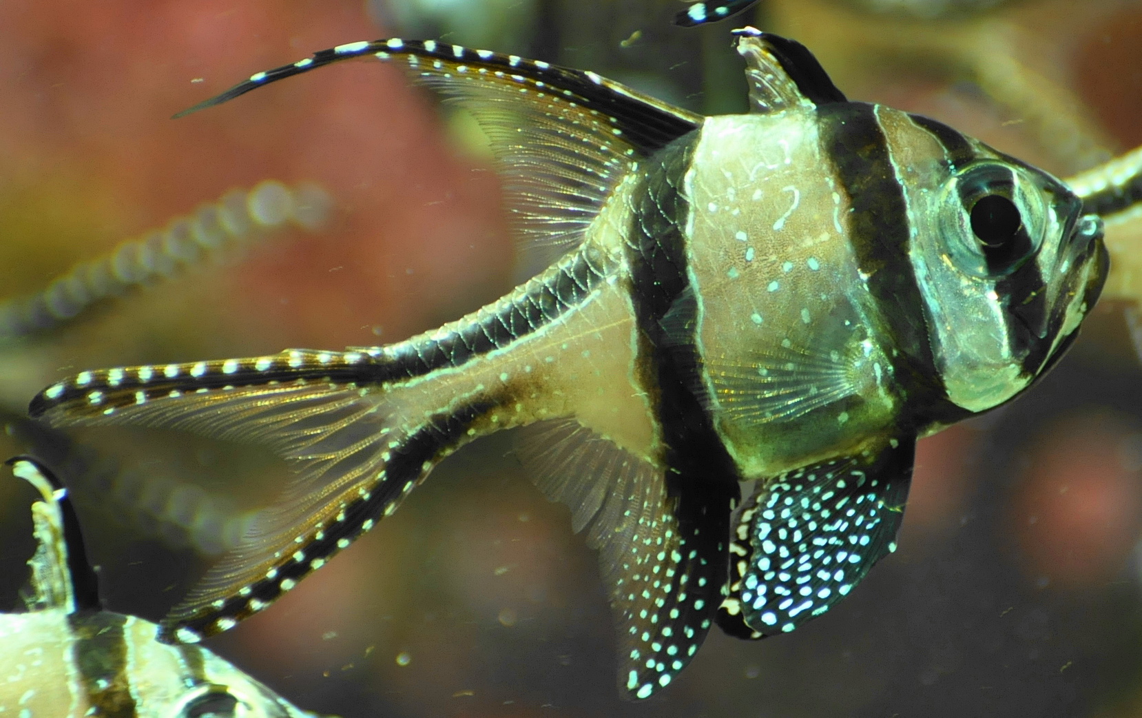 Der Banggai Kardinalbarsch (Pterapogon kauderni)