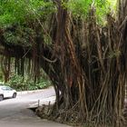 ...der Banyan Tree...