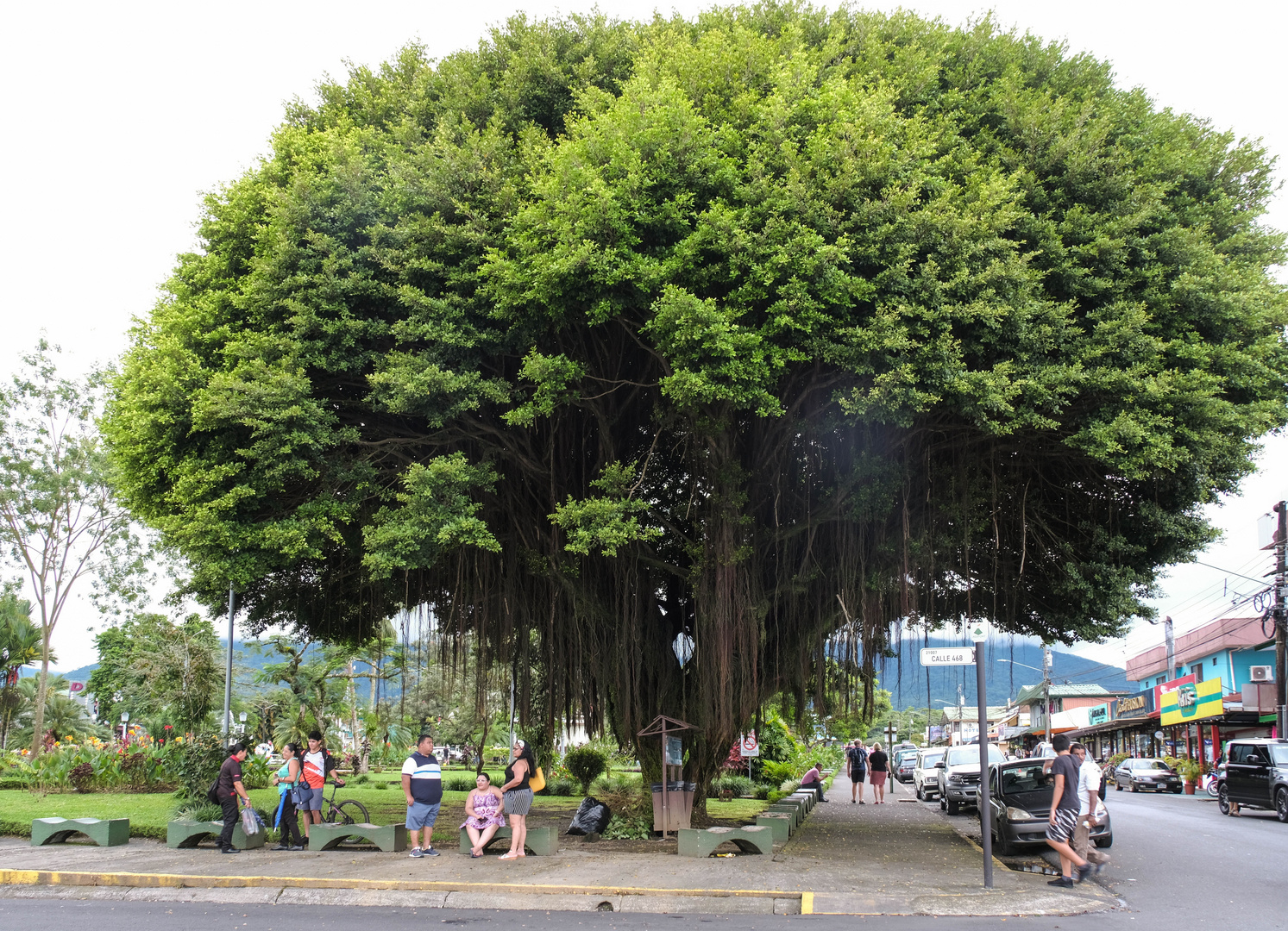 ...der Banyanbaum in La Fortuna...