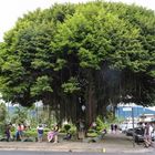 ...der Banyanbaum in La Fortuna...