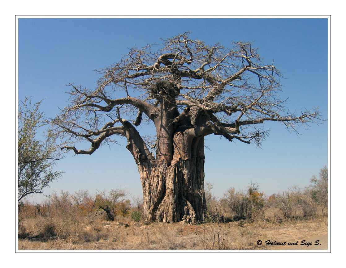 Der Baobab