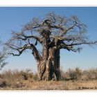 Der Baobab