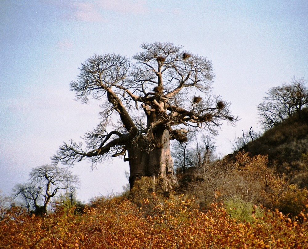 Der Baobab-Baum