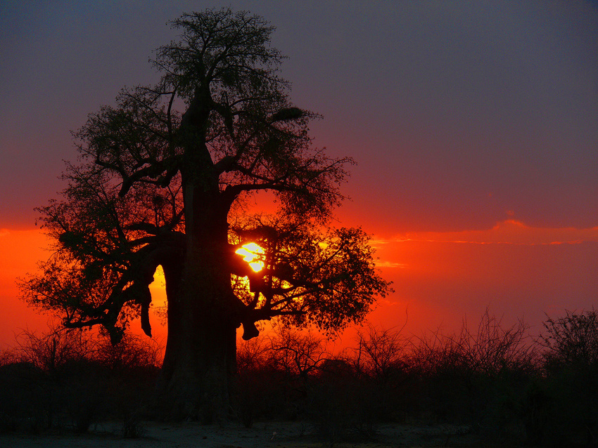 Der Baobab saugt