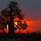 Der Baobab saugt