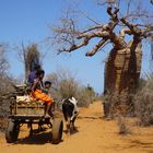 Der Baobabbaum und die Ochsenkarre 
