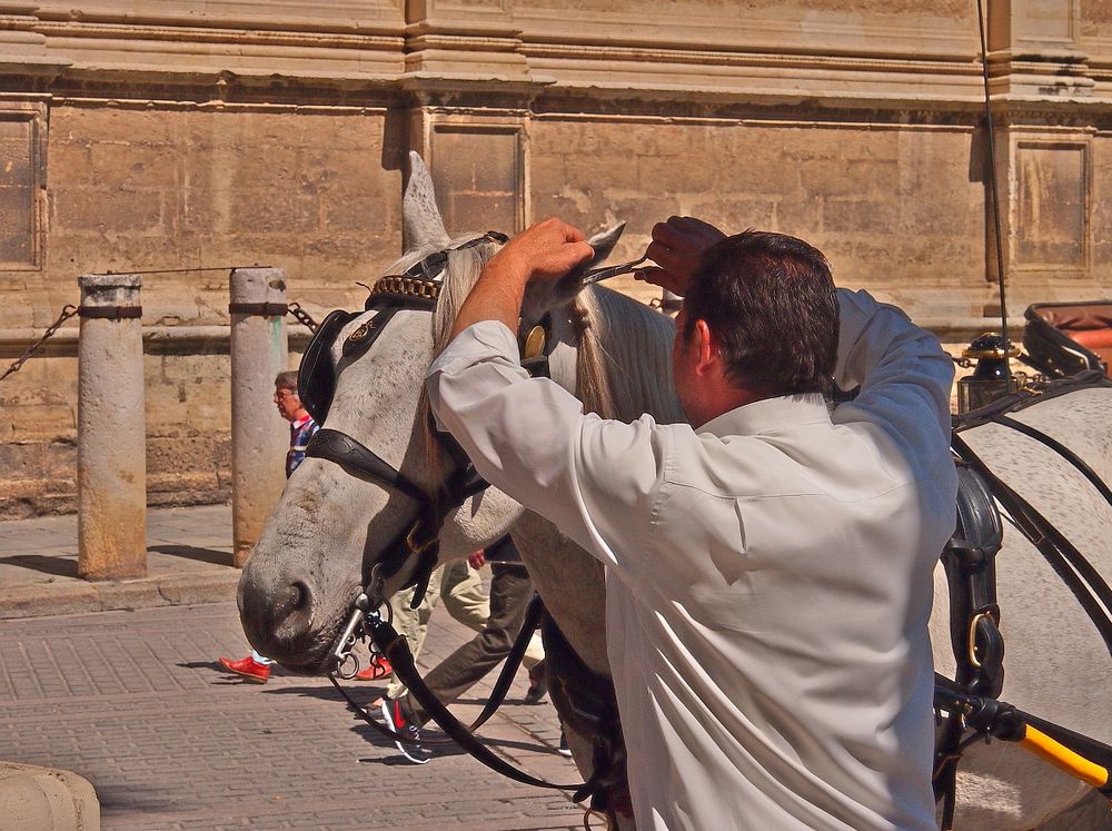 Der Barbier von Sevilla