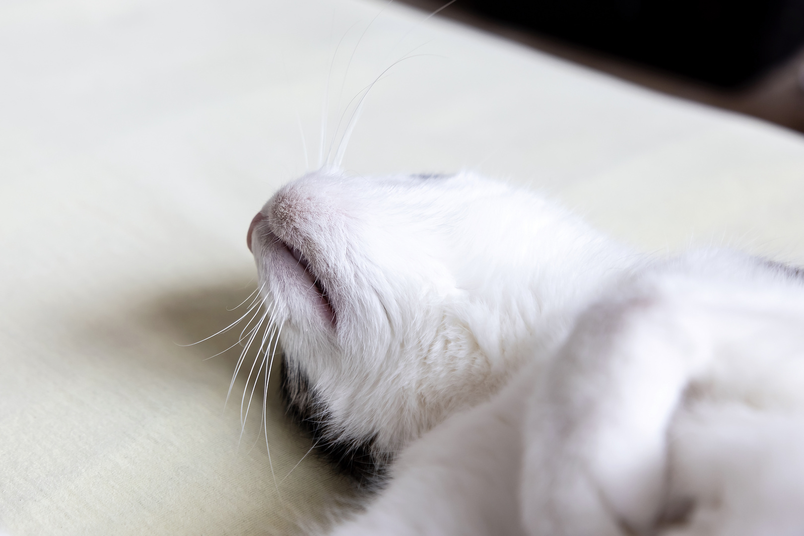 Der Bart Foto & Bild tiere, haustiere, katzen Bilder auf