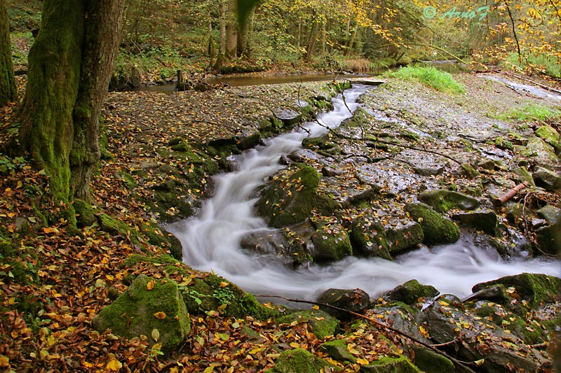 Der Bart des Wassers