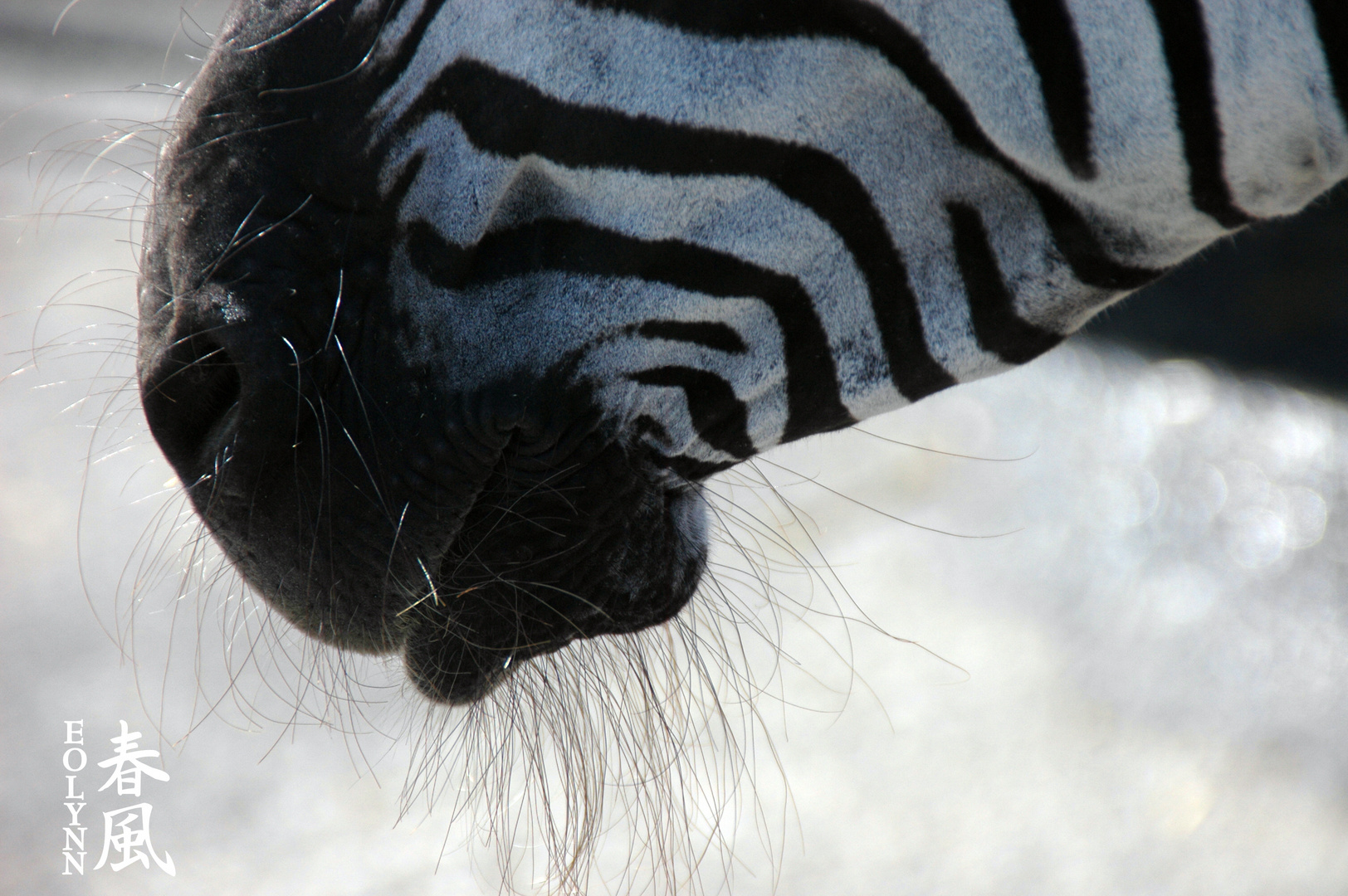 Der Bart des Zebras