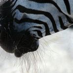 Der Bart des Zebras