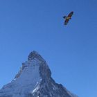 der Bartgeier über Zermatt