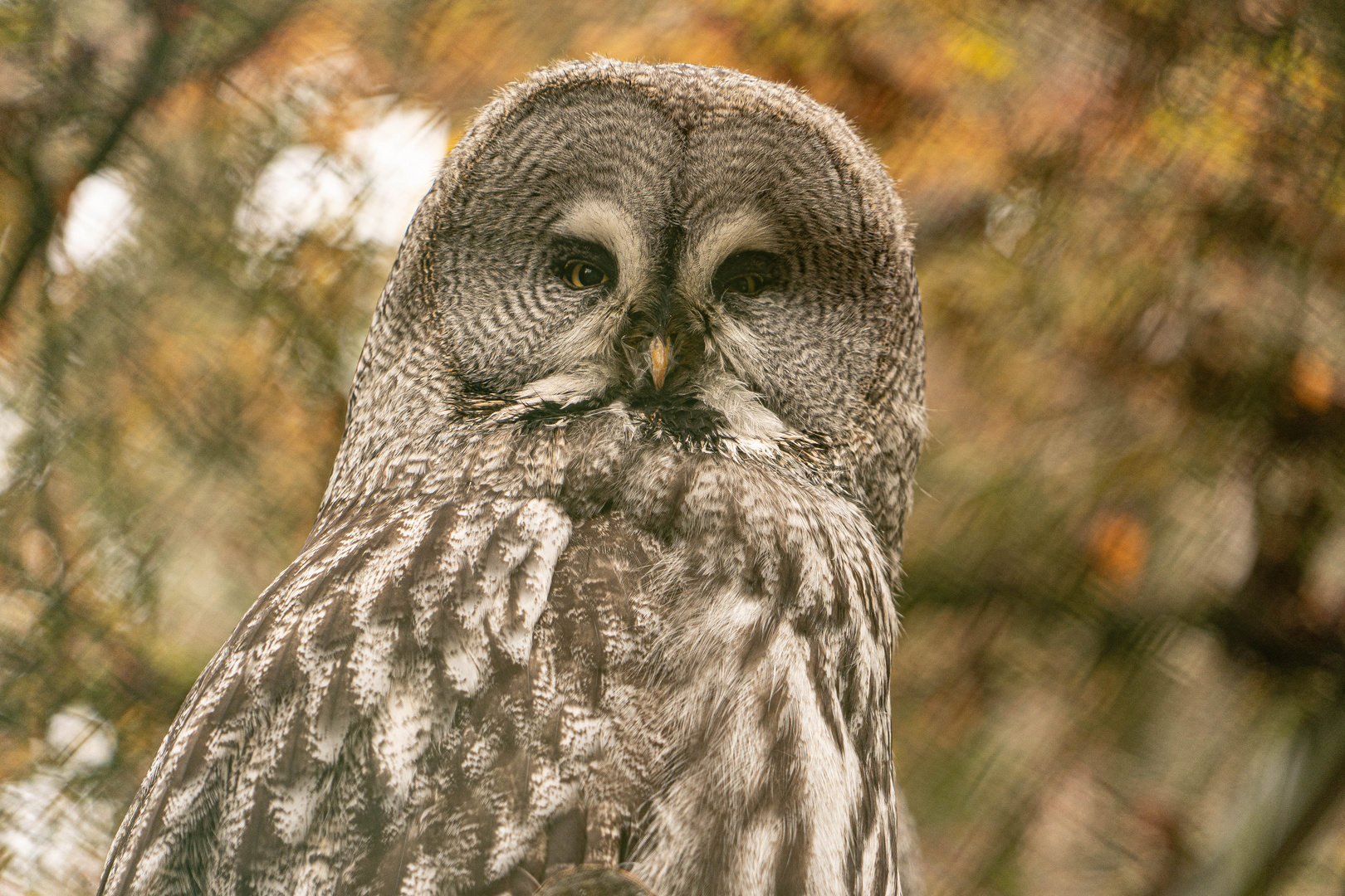 Der Bartkauz Foto & Bild tiere, zoo, wildpark & falknerei, vögel