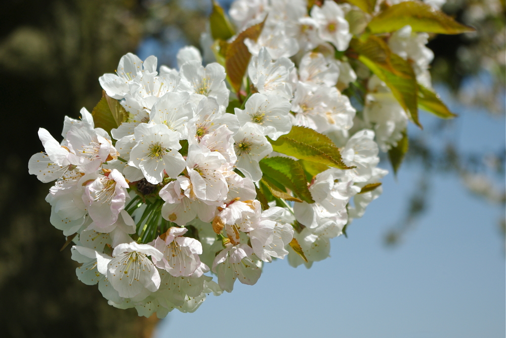 Der Baselbieter Kirsch in voller Blüte