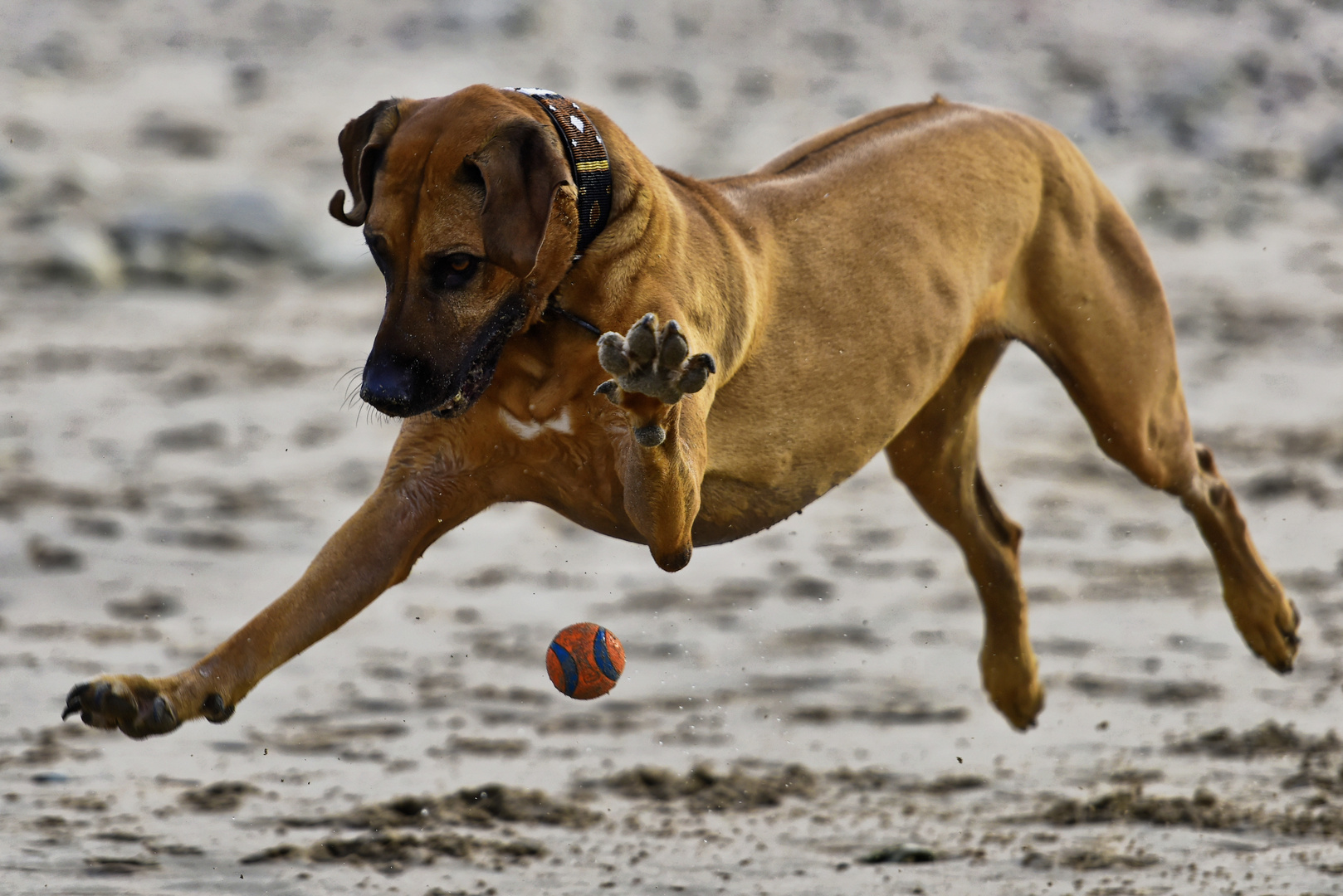 der Basketballer