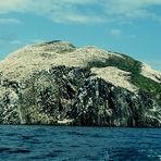 Der Bass Rock, Heimat des Basstölpels