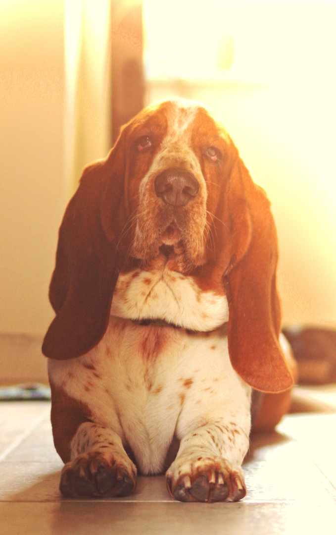 Der Basset Hound Helmut