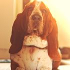 Der Basset Hound Helmut