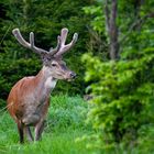 Der Basthirsch und der Versteckspieler