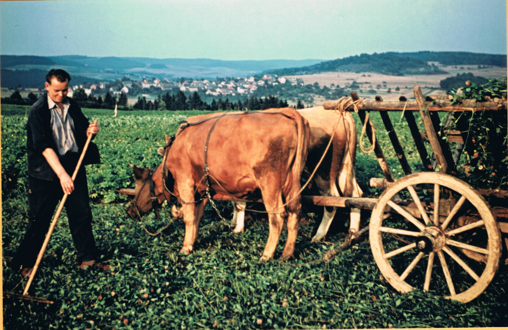 Der Bauer mäht Grünfutter 1954