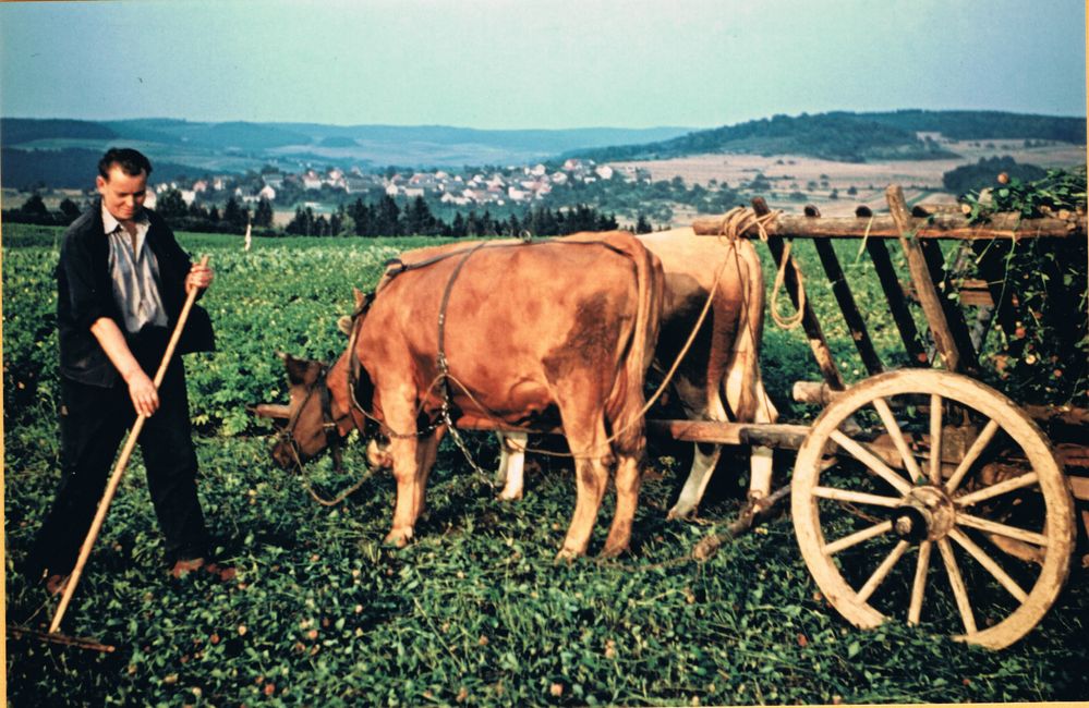 Der Bauer mäht Grünfutter 1954 Foto & Bild fotos, spezial, dokumentation Bilder auf